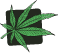 La Ferme du CBD